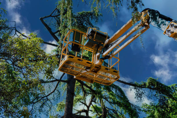 Best Tree Branch Trimming  in Butler, GA